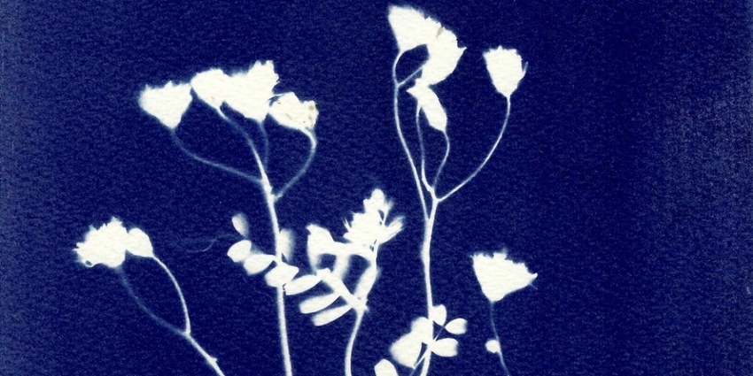 Rencards nomades : Exposition cyanotype