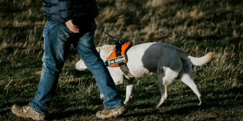 Rencards nomades : Découverte des chiens guides d’aveugles